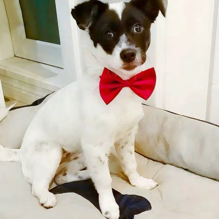 Wuffladen - Hunde - Kostüm Fliege