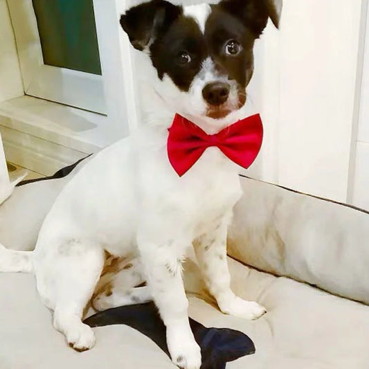 Wuffladen - Hunde - Kostüm Fliege